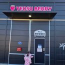 선은농장 | 여수베리 딸기따기 체험농장!