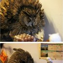 부엉이PC방 이미지