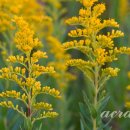 골든13(Golden13) 이미지