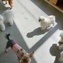 명랑유치원 이미지