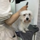 미코 그루밍 이미지