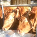 행복한 한우농장 이미지