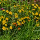 메리골드 이미지