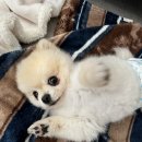 개편한 세상 | 인천 애견호텔 개편한세상 2주 맡기고 왔어요! 솔직 후기