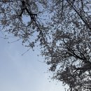 국제대학교 | 평택 벚꽃 명소 은혜로 벚꽃길 4월 초 후기 국제대학교 벚꽃 산책 축제 후기