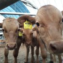 육본한우 이미지