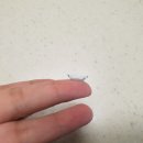 두솔아이 이미지