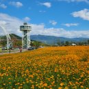 황산공원 노랑(황화)코스모스와 광안리 드론쇼(한글날)... 이미지