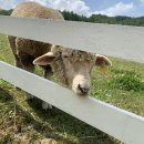 가온목장 이미지