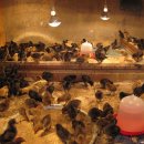 백화농장 이미지