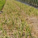 호동농장 이미지