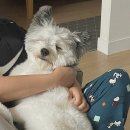 어화둥둥 내강아지 이미지
