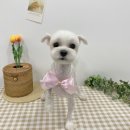 몽실 애견미용 이미지
