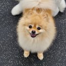 개밥짓는남자 이미지