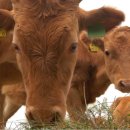 우럭농장 이미지