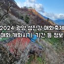 배산농원 | 2024 광양매화축제 개화시기 및 기간, 주차장 등 정보 총정리