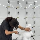 논산애견미용학원 이미지