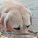 호이해이 이미지