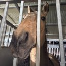 교하로(2) | 서울 근교 승마 경기도 파주 교하스카이승마장 방문 후기