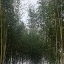 씨릉섬출렁다리 이미지