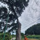 원주굽이길 2코스 700년 노송길 이미지