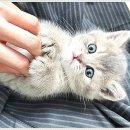 강남고양이분양 호야캣 이미지