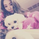 티파니펫 이미지