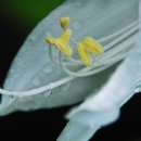 아침이슬 이미지