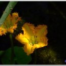 5월의 꽃 5 (멀꿀/붉은인동/노랑어리연/노랑꽃창포/털갈퀴덩굴/연령초/사랑초) 이미지