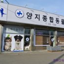 양지종합동물병원