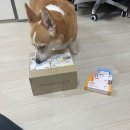 [소황제] 이중모 장모를 가진 웰시코기가 사용하면 좋은 목욕용품