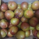 (주)푸른솔농원 이미지