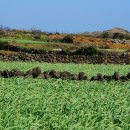 제주돌담 이미지