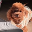 치구먹구당구 | 111.