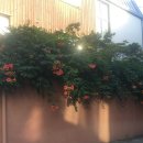 亂春