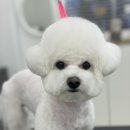 로에펫 이미지