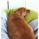 퍼진궁뎅이 이미지