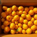 귤과나무 협동조합 이미지