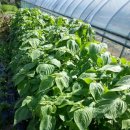 장골민박 이미지