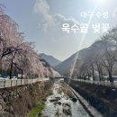 옥수천 | 대구 욱수골 벚꽃 개화현황 주차