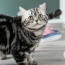 실버캐슬 캐터리 이미지