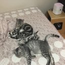 굿모닝 동물병원 이미지