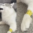 할리우드펫 이미지