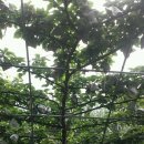 만지농장 이미지