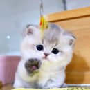 강남 고양이 분양 캣프렌즈 | 먼치킨고양이분양 건강하고 예쁜 아이들이 가득한 캣프렌즈