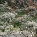 고향의 봄 이미지