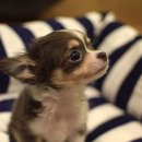 시종동물병원 이미지