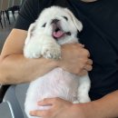 댕댕이계곡펜션 | [경기/가평] 서울 근교 애견동반 펜션 가평 댕댕이 애견펜션 퍼플 방문 후기/ 개인 운동장과 계곡까지👍🏻