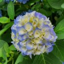 북한강쭈꾸미 이미지