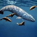 고래반점 이미지